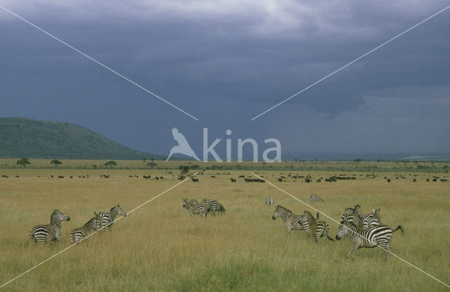 Burchell's zebra (Equus burchellii)