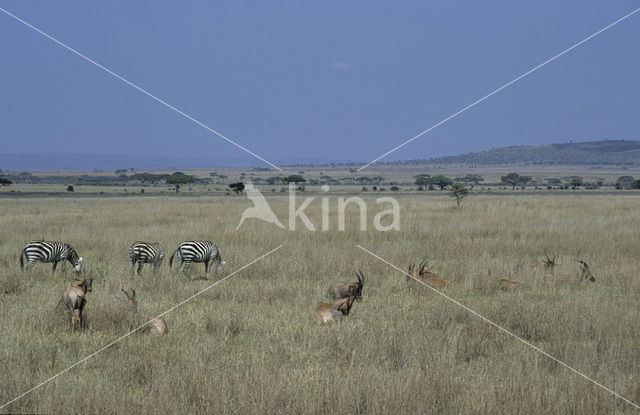 Burchell's zebra (Equus burchellii)