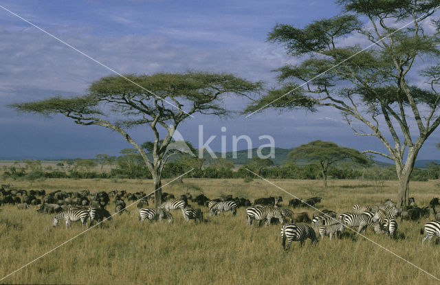 Burchell's zebra (Equus burchellii)