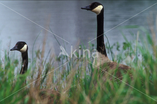 Canada Goose (Branta canadensis)