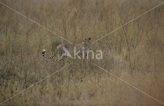 Cheetah