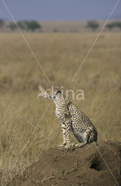 Cheetah