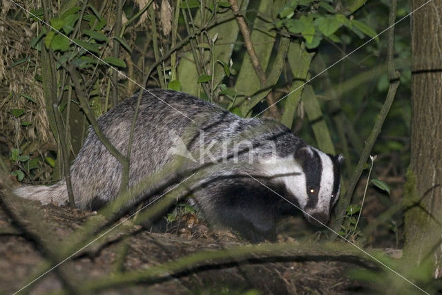 Badger (Meles meles)