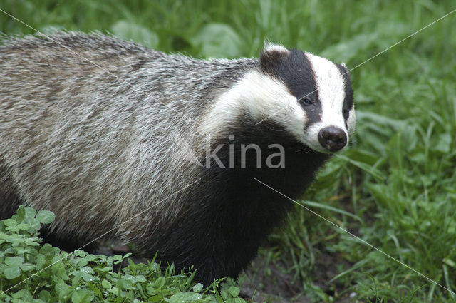 Badger (Meles meles)