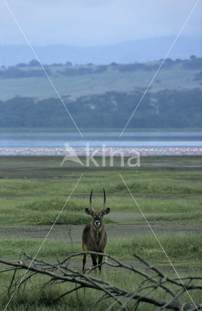 Defassa waterbok (Kobus defassa)