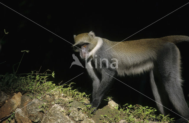 Diadeemmeerkat (Cercopithecus mitis)