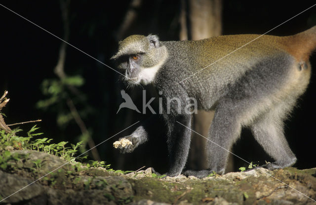 Diadeemmeerkat (Cercopithecus mitis)