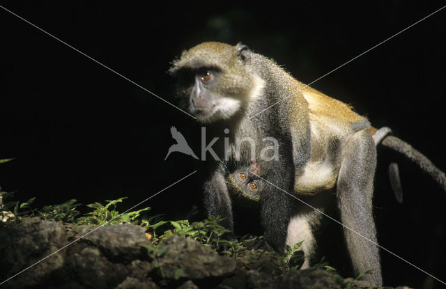 Diadeemmeerkat (Cercopithecus mitis)