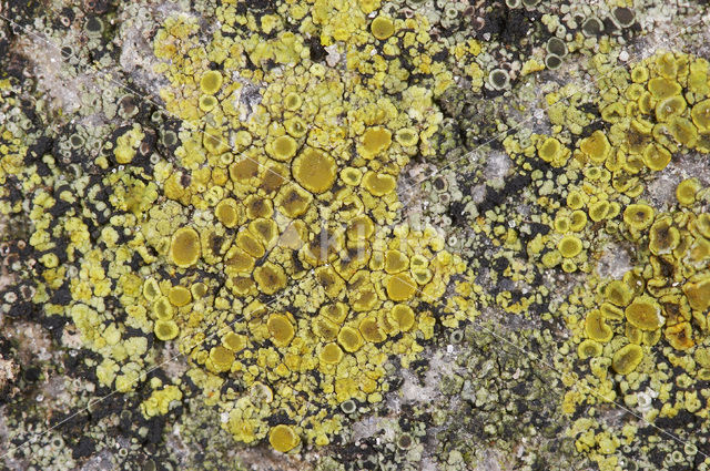 Rinodina gennarii