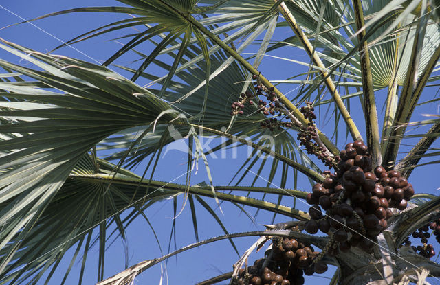 Doum palm (Hyphaene thebaica)