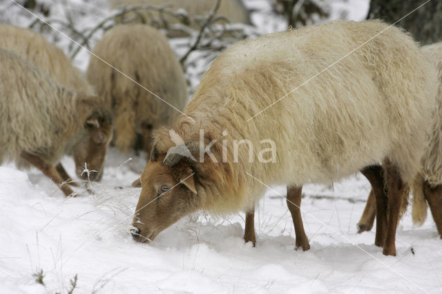 sheep (Ovis domesticus)