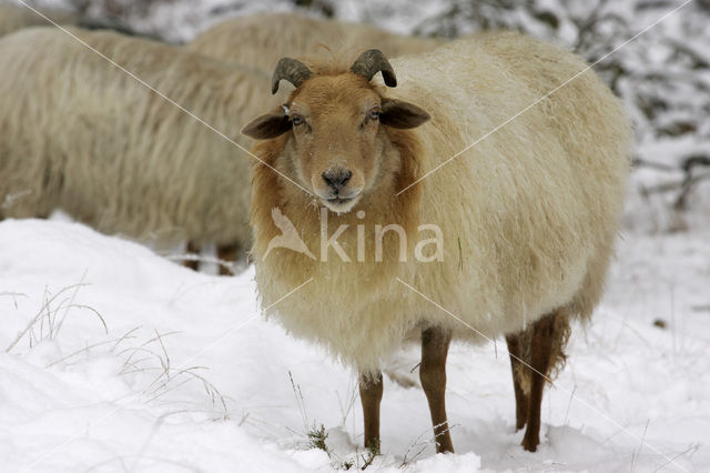 sheep (Ovis domesticus)