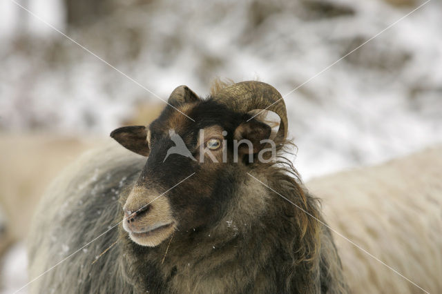 sheep (Ovis domesticus)