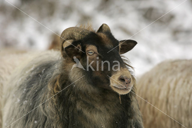 Drents heideschaap (Ovis domesticus)