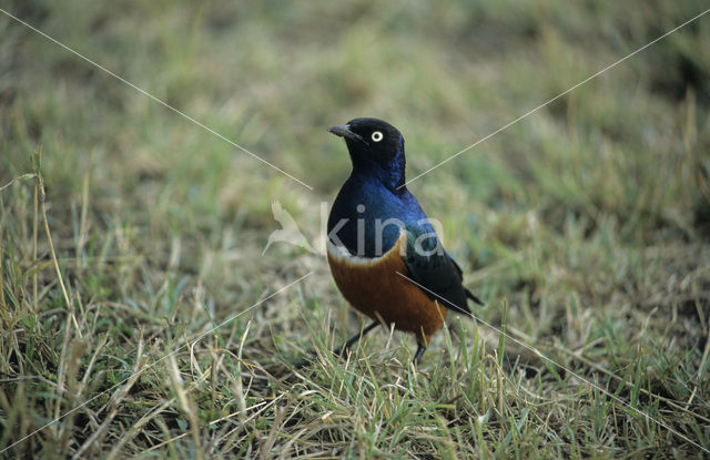 Driekleurenglansspreeuw (Lamprotornis superbus)