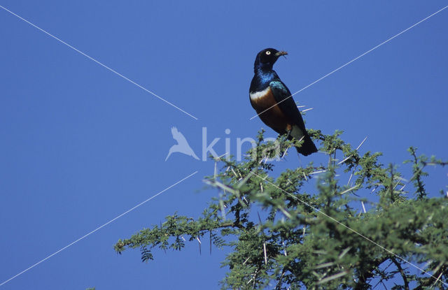 Driekleurenglansspreeuw (Lamprotornis superbus)