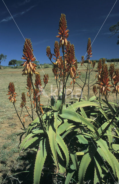 Echte Aloe (Aloe vera)