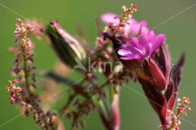 Echte koekoeksbloem (Lychnis flos-cuculi)