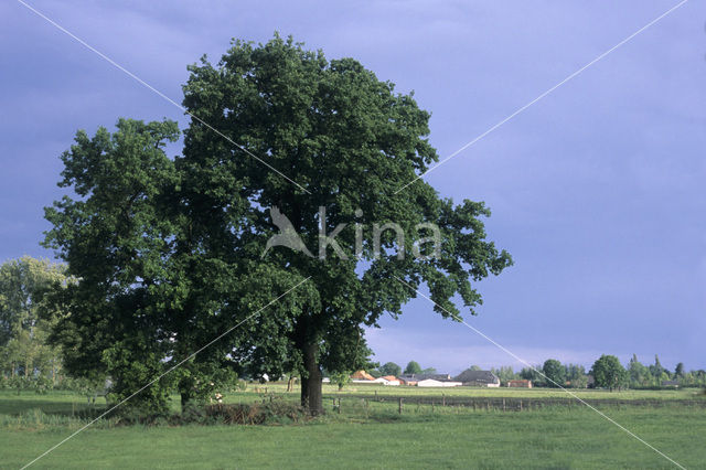 Oak (Quercus)