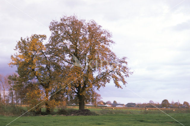 Eik (Quercus)