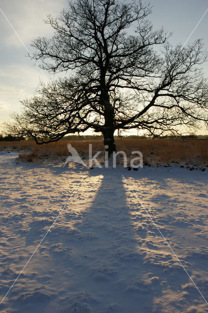 Oak (Quercus)