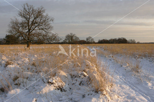 Oak (Quercus)