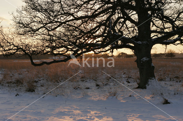 Oak (Quercus)