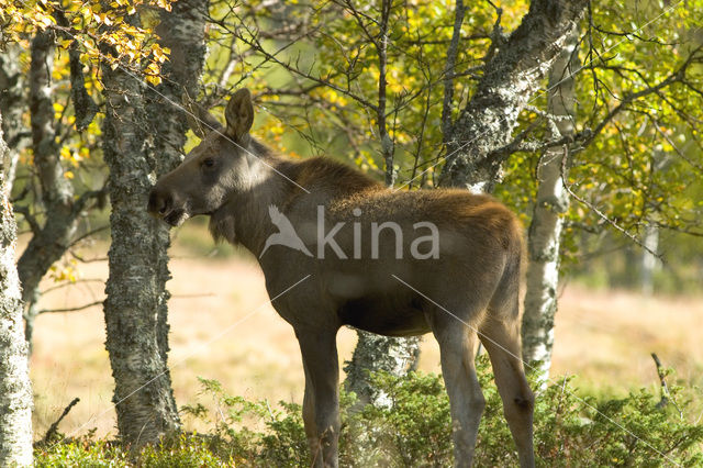 Elk (Alces alces)