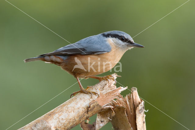 Eurasian Nuthatch (Sitta europaea)