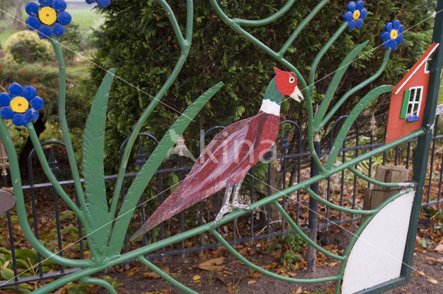 Ring-necked Pheasant (Phasianus colchicus)