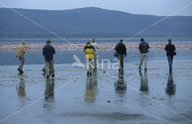 Greater Flamingo (Phoenicopterus ruber)