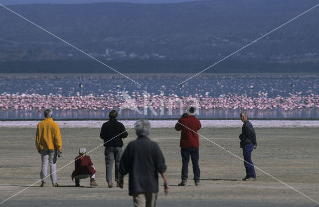 Greater Flamingo (Phoenicopterus ruber)