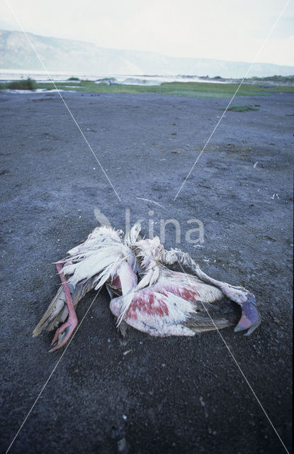Greater Flamingo (Phoenicopterus ruber)