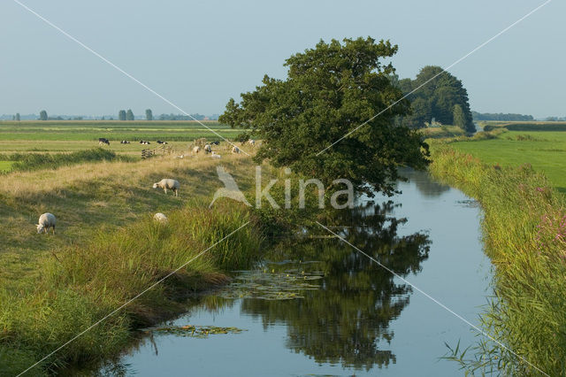 Frisia