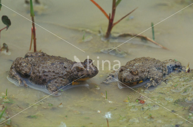 Geelbuikvuurpad (Bombina variegata)