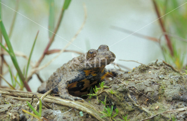 Yellow-bellied Toad (Bombina variegata)