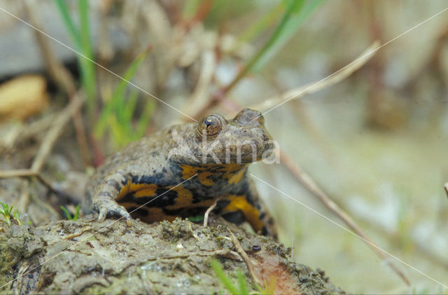 Geelbuikvuurpad (Bombina variegata)