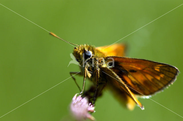 Geelsprietdikkopje (Thymelicus sylvestris)