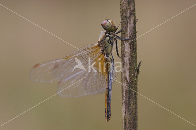 Geelvlekheidelibel (Sympetrum flaveolum)