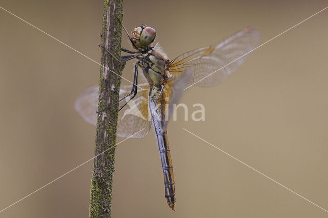 Geelvlekheidelibel (Sympetrum flaveolum)