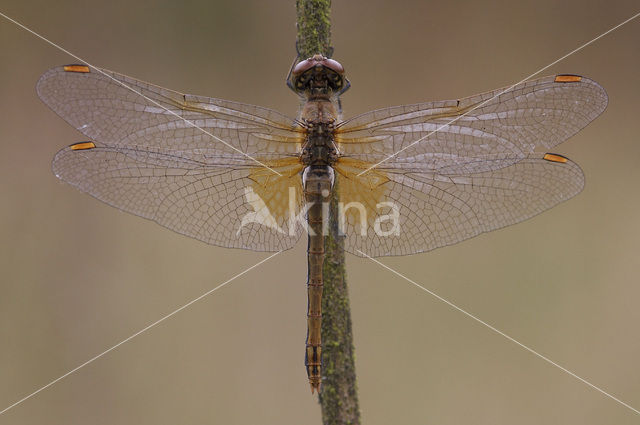 Geelvlekheidelibel (Sympetrum flaveolum)