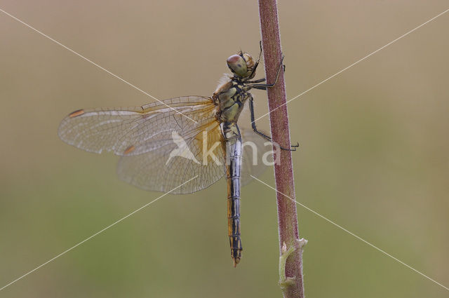 Geelvlekheidelibel (Sympetrum flaveolum)