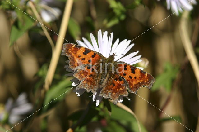 Gehakkelde aurelia (Polygonia c-album)