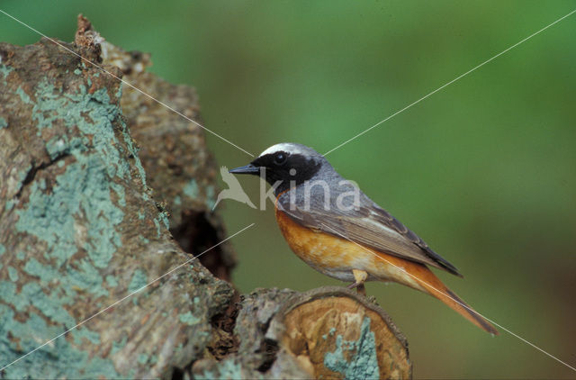 Common Redstart (Phoenicurus phoenicurus)