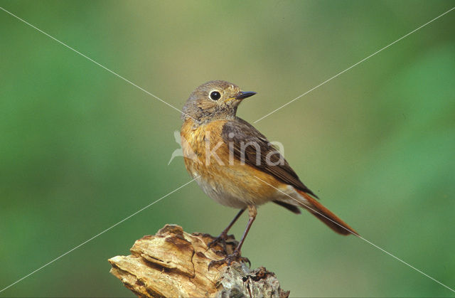 Common Redstart (Phoenicurus phoenicurus)