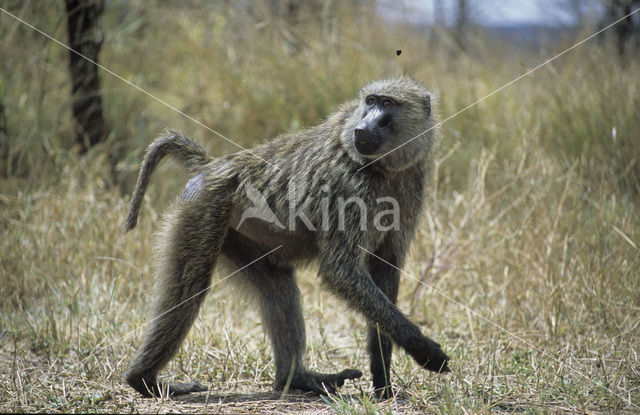 Gele baviaan (Papio cynocephalus)