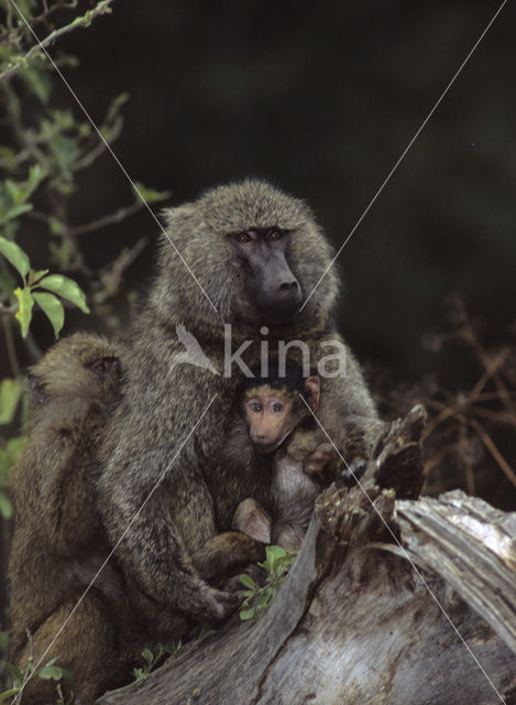 Yellow Baboon (Papio cynocephalus)