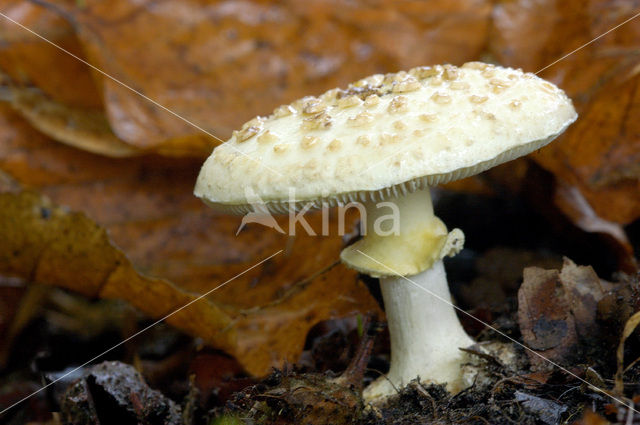 Gele knolamaniet (Amanita citrina)