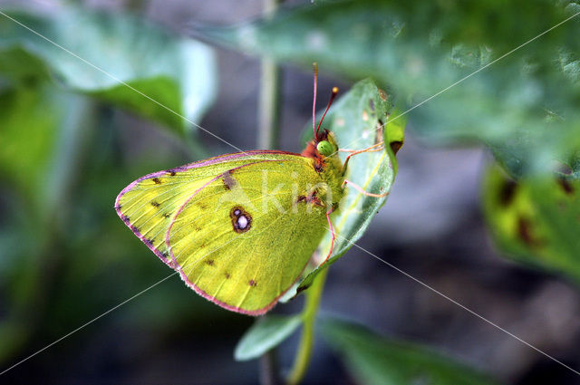 Pale Clouded Yellow (Colias hyale)