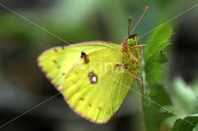 Gele luzernevlinder (Colias hyale)